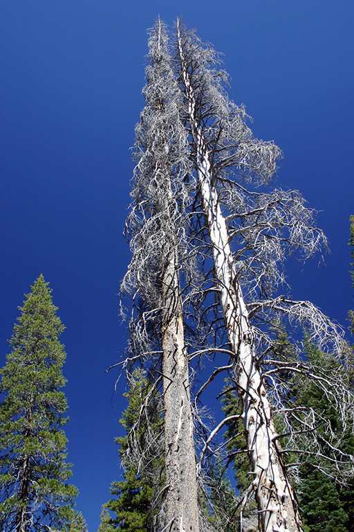 IMG_024.JPG - Mammoth Lakes