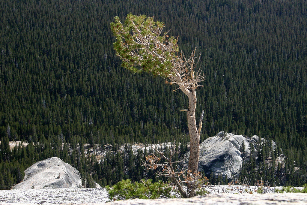 IMG_036.JPG - Yosemite National Park