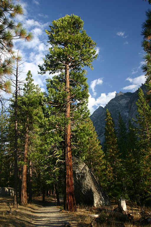 IMG_064.JPG - Sequoia in Kings Canyon National Park