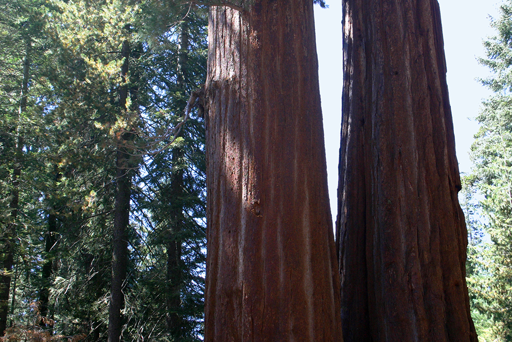 IMG_070.JPG - Kings Canyon National Park