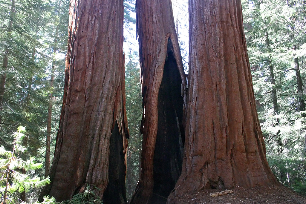 IMG_074.JPG - Sequoias in Kings Canyon National Park