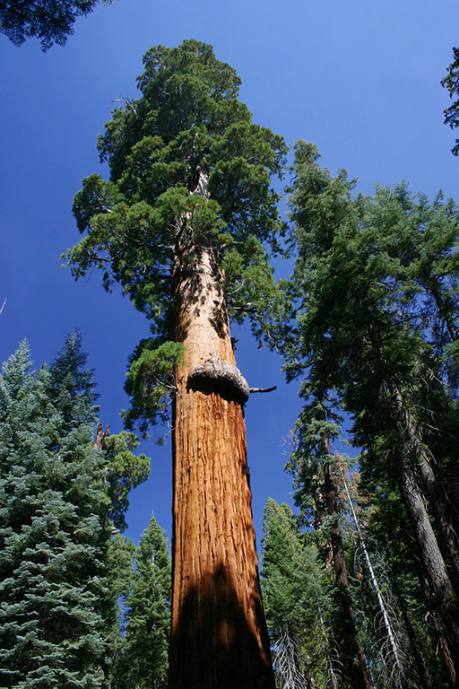 IMG_078.JPG - Sequoia National Park