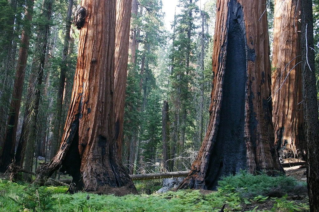 IMG_086.JPG - Sequoia National Park