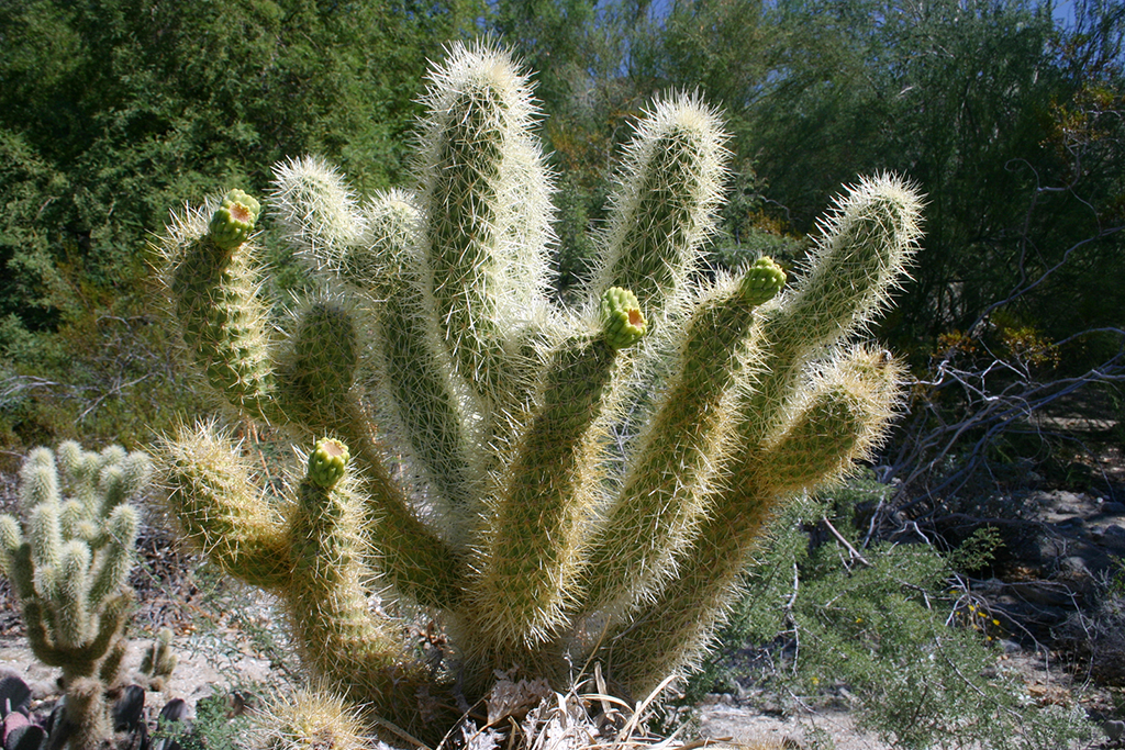 IMG_091.JPG - Teddy Bear Cholla, The Living Desert, Palm Springs