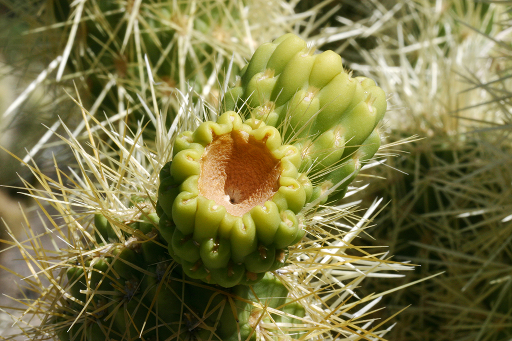 IMG_092.JPG - Teddy Bear Cholla, The Living Desert, Palm Springs