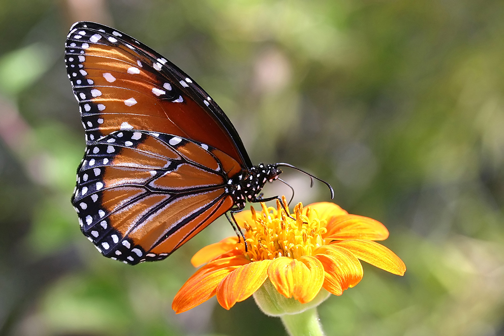 IMG_094.JPG - Monarch, The Living Desert, Palm Springs