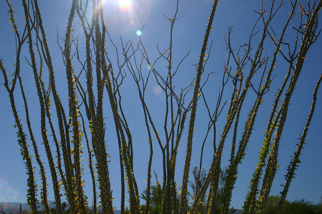 IMG_096.JPG - The Living Desert, Palm Springs