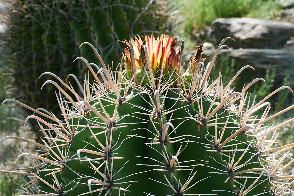 IMG_099.JPG - The Living Desert, Palm Springs