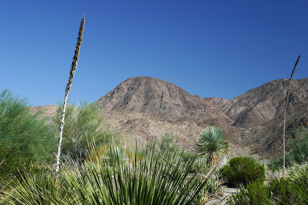 IMG_101.JPG - The Living Desert, Palm Springs