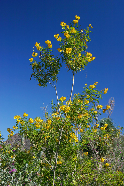 IMG_102.JPG - The Living Desert, Palm Springs