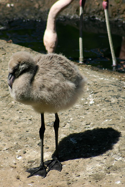 IMG_111.JPG - Wild Animal Park, San Diego