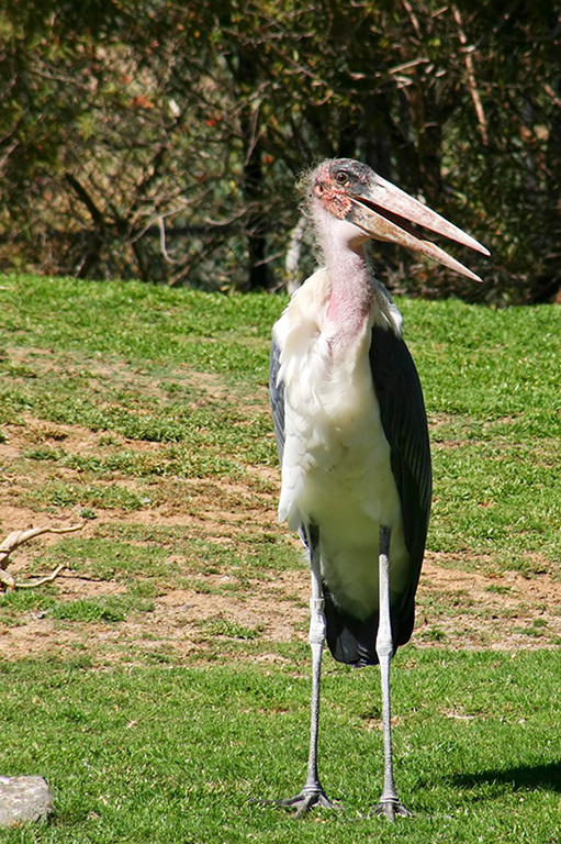 IMG_120.JPG - Wild Animal Park, San Diego