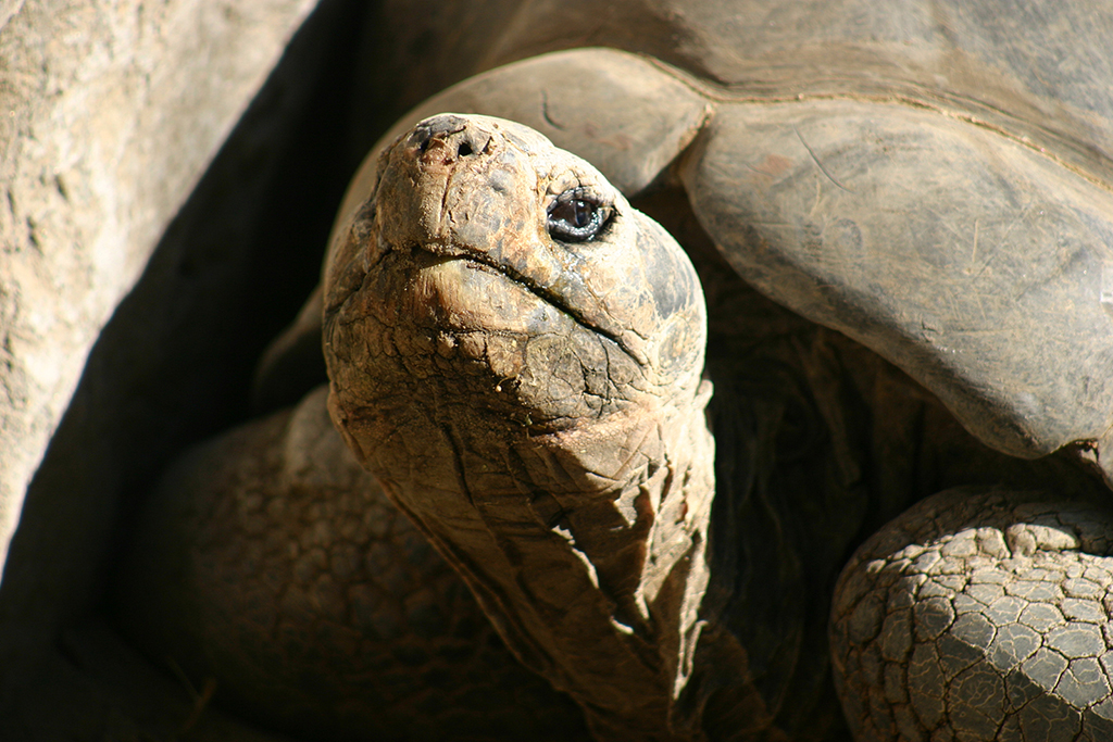 IMG_137.JPG - San Diego Zoo