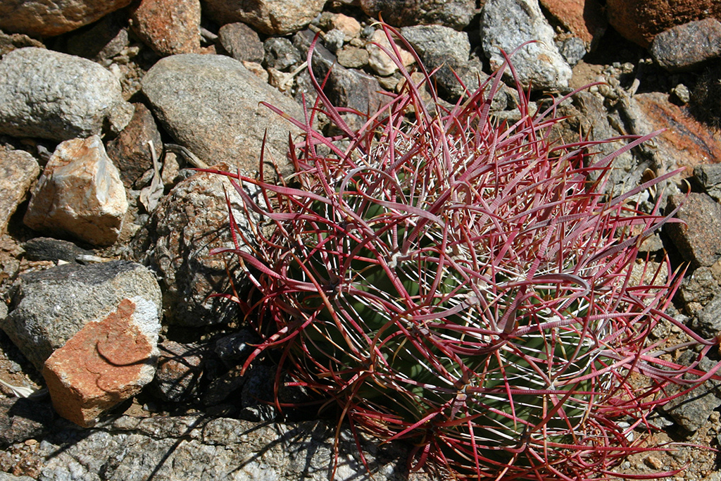 IMG_145.JPG - Anza Borrego Desert State Park