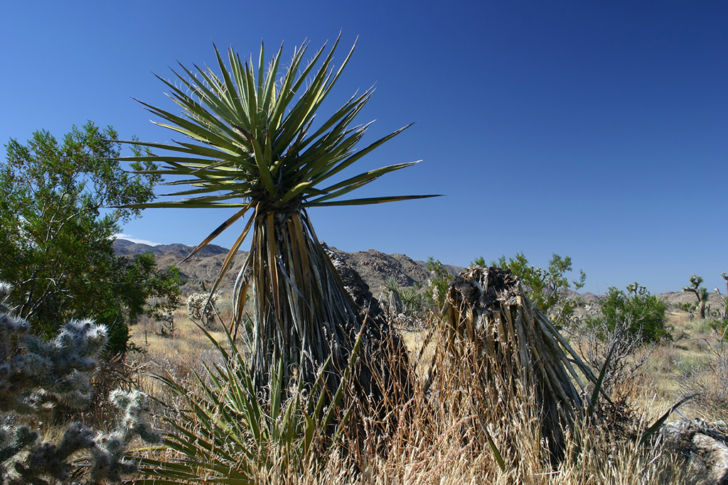 IMG_153.JPG - Joshua Tree National Park