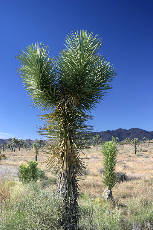 IMG_155.JPG - Joshua Tree, Joshua Tree National Park