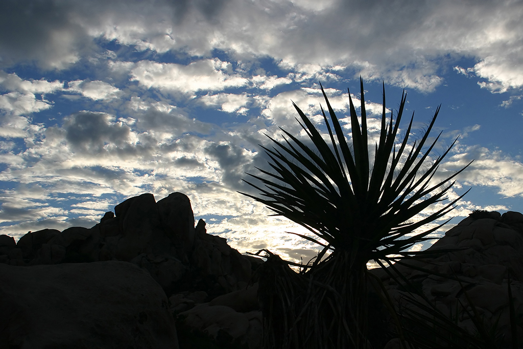 IMG_162.JPG - Joshua Tree National Park