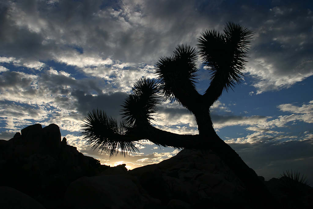 IMG_163.JPG - Joshua Tree National Park