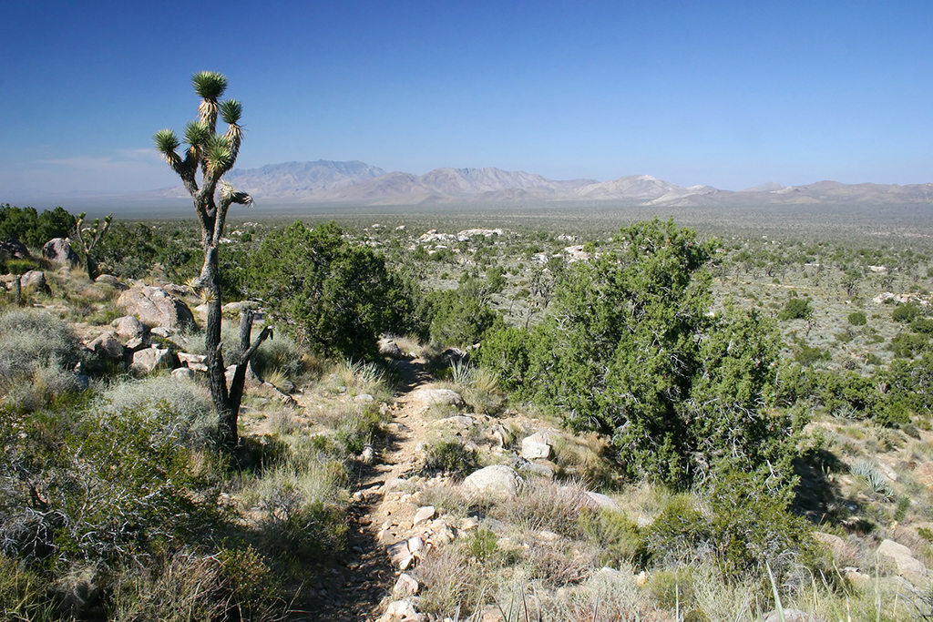 IMG_169.JPG - Mojave National Preserve