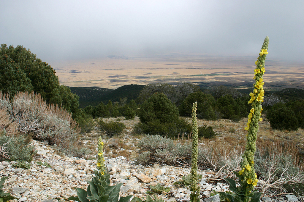 IMG_175.JPG - Great Basin National Park