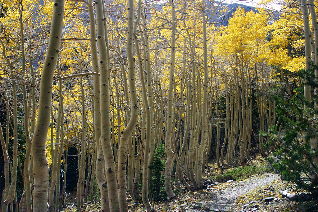 IMG_177.JPG - Great Basin National Park