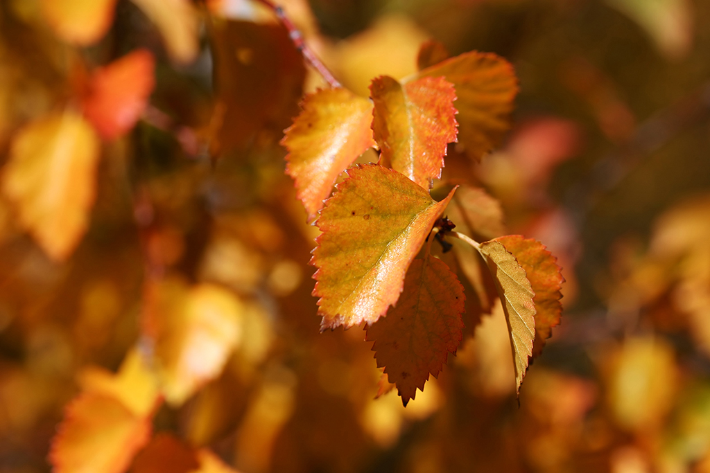 IMG_180.JPG - Fall Foliage, Great Basin National Park