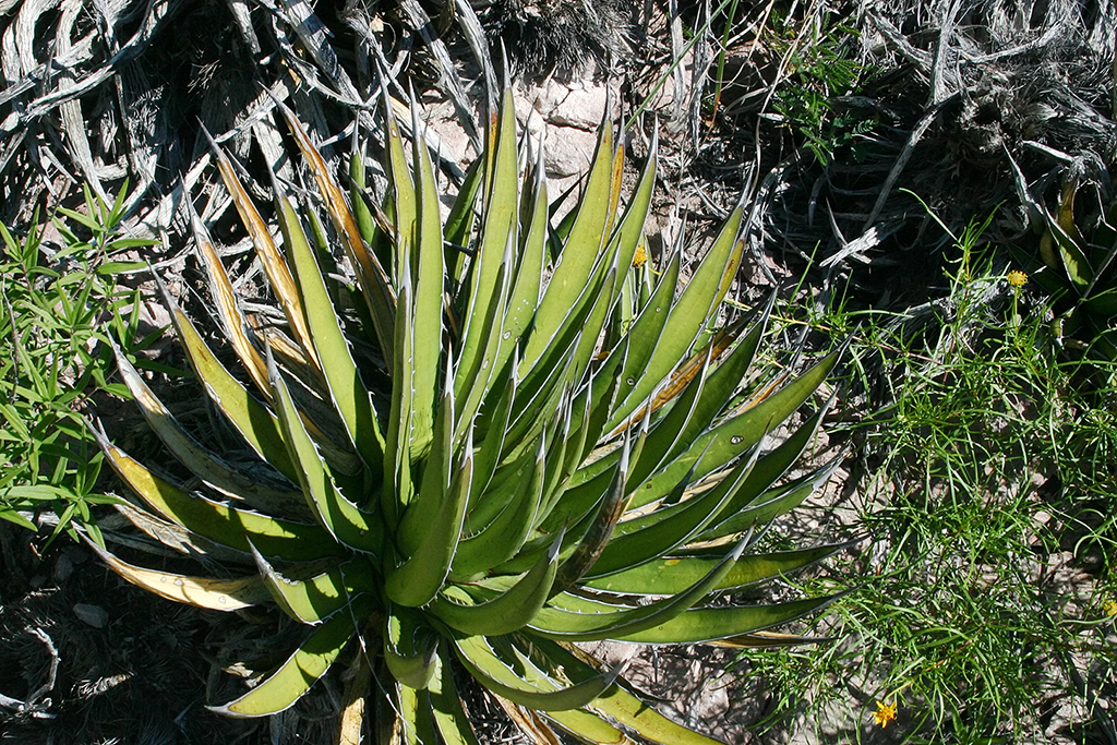 IMG_3684.JPG - Big Bend National Park