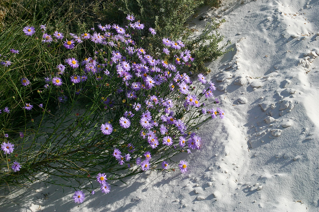 IMG_4014.JPG - White Sands National Monument