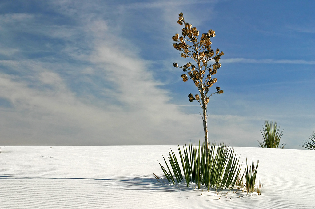 IMG_4062.JPG - White Sands National Monument