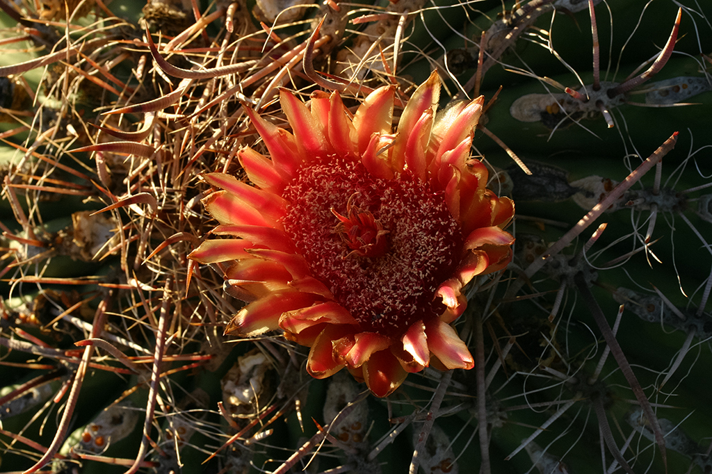 IMG_4315.JPG - Saguaro National Park