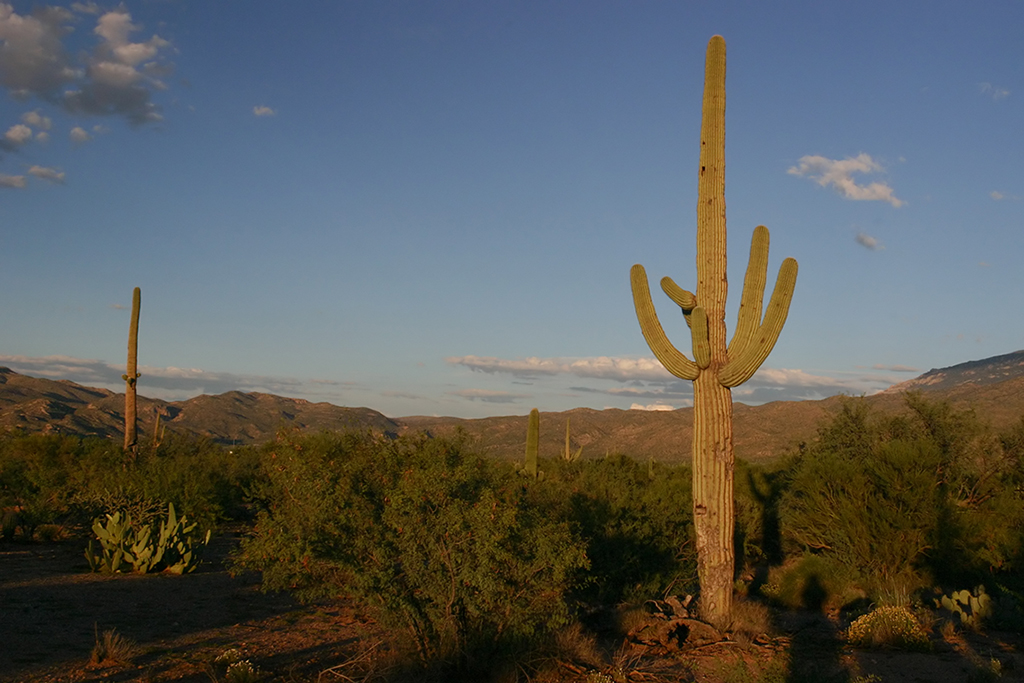 IMG_4323.JPG - Saguaro National Park