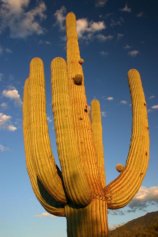 IMG_4340.JPG - Saguaro National Park