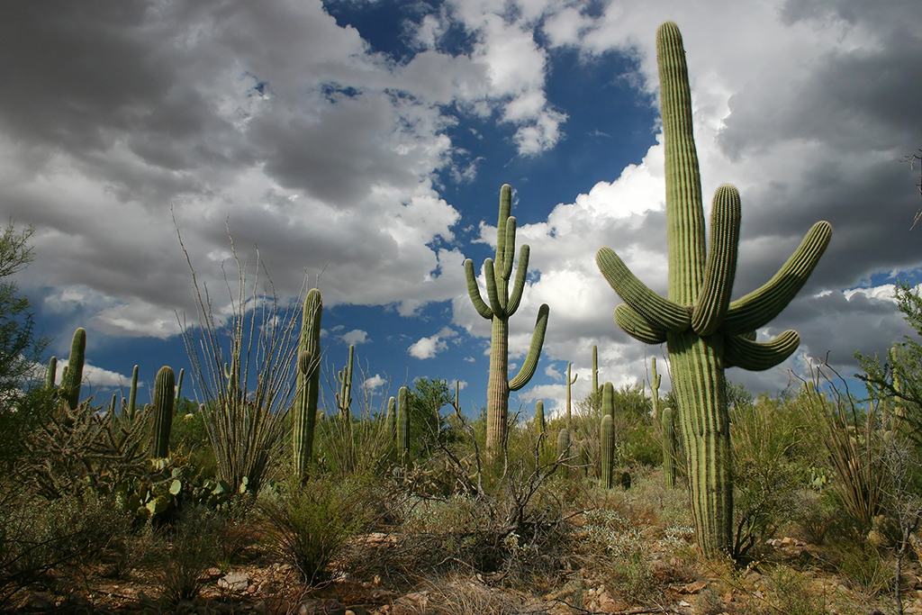 IMG_4451.JPG - Saguaro National Park