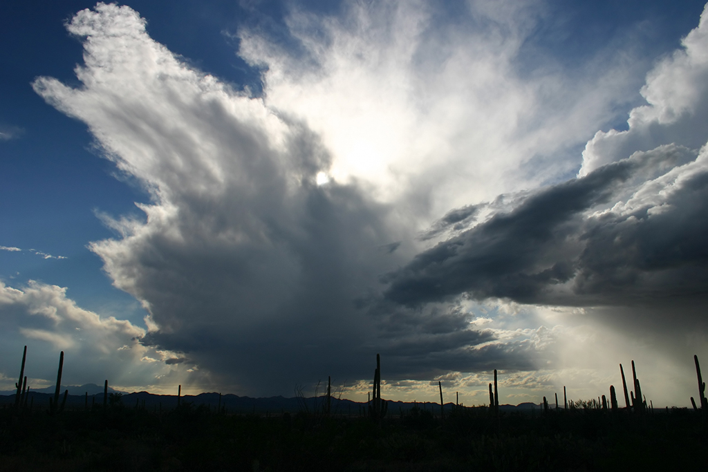 IMG_4504.JPG - Saguaro National Park