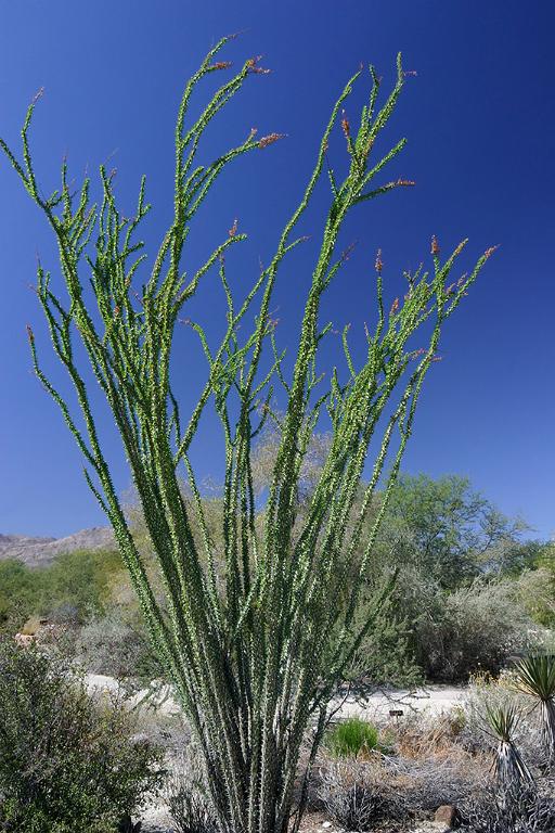 IMG_4872.JPG - The Living Desert, Palm Springs