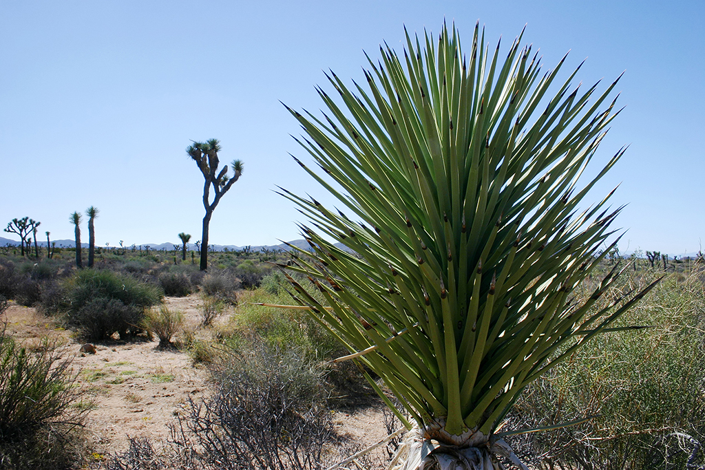 IMG_5049.JPG - Joshua Tree National Park