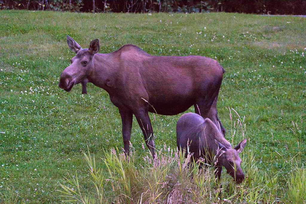 IMG_008.jpg - Moose at Point Woronzof