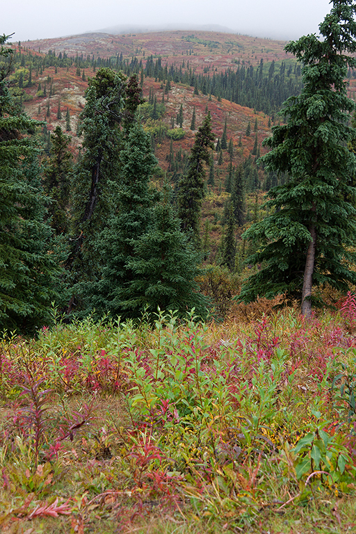 IMG_139.jpg - Denali National Park