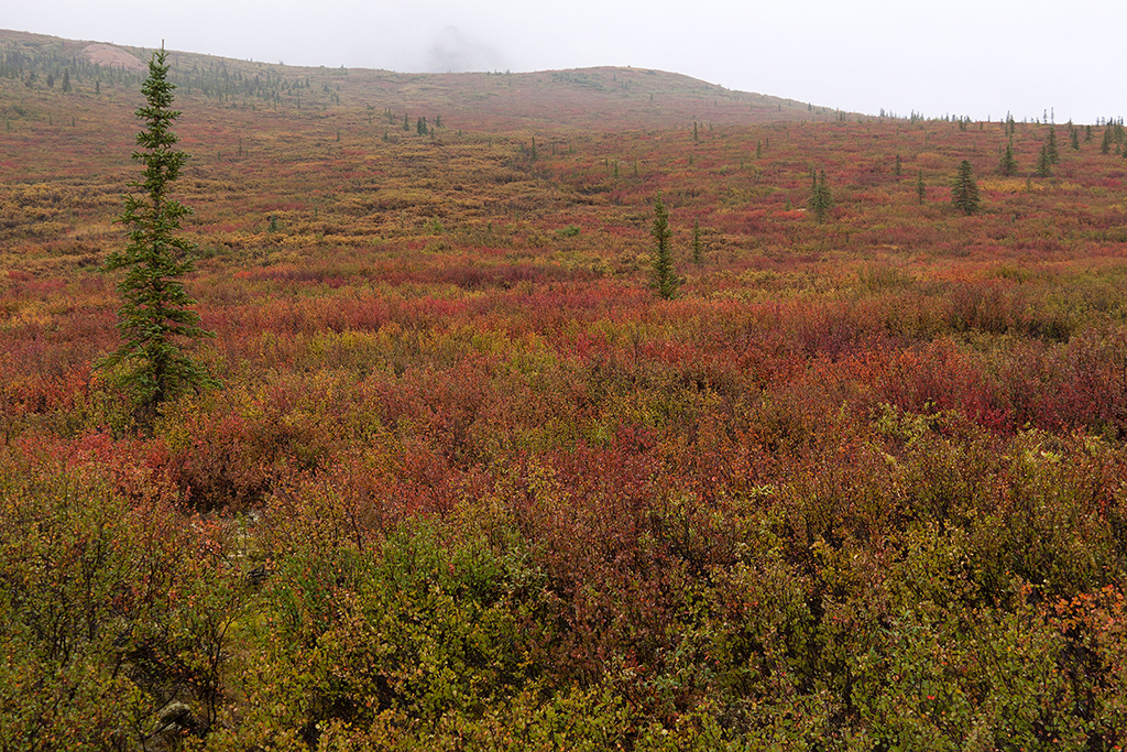 IMG_140.jpg - Denali National Park