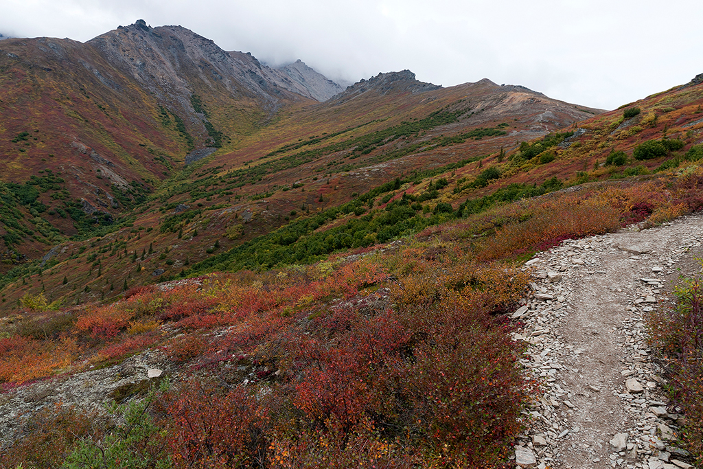 IMG_151.jpg - Denali National Park