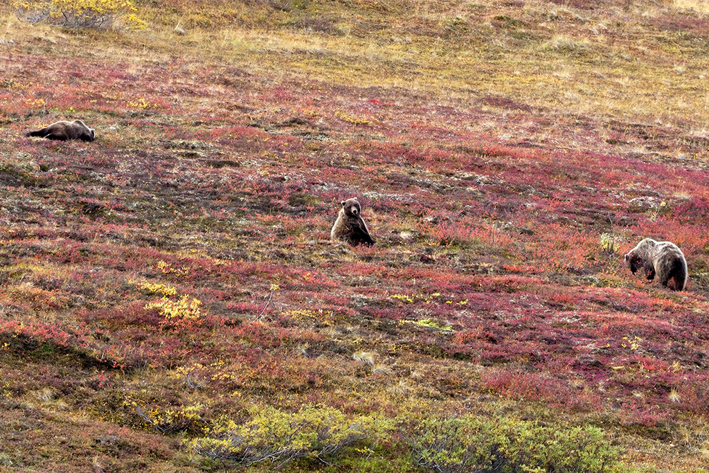 IMG_158.jpg - Grizzlies, Denali National Park