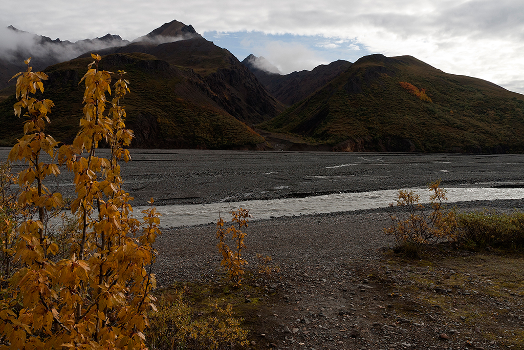 IMG_160.jpg - Denali National Park