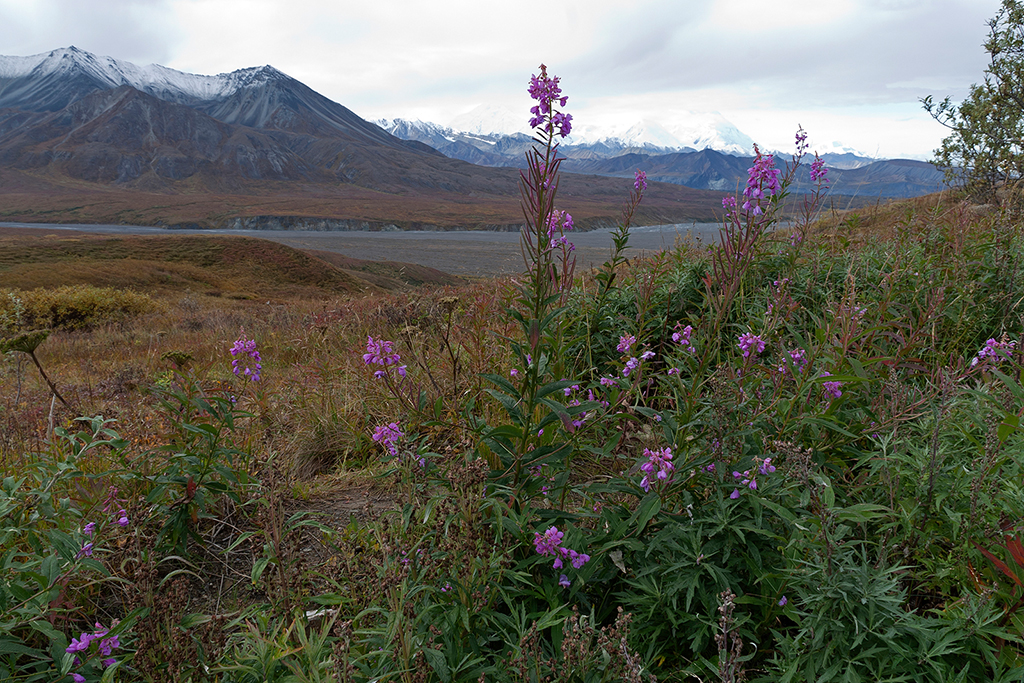 IMG_166.jpg - Denali National Park