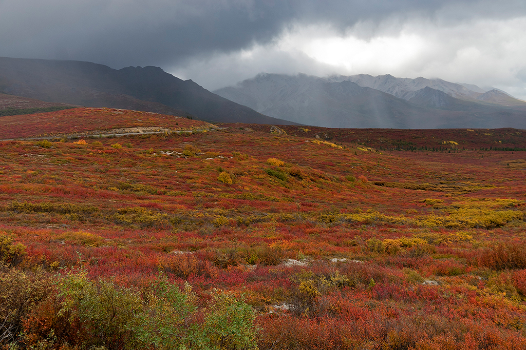 IMG_173.jpg - Denali National Park