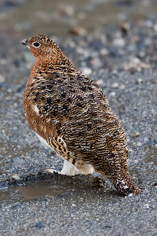 IMG_174.jpg - Ptarmigan, Denali National Park