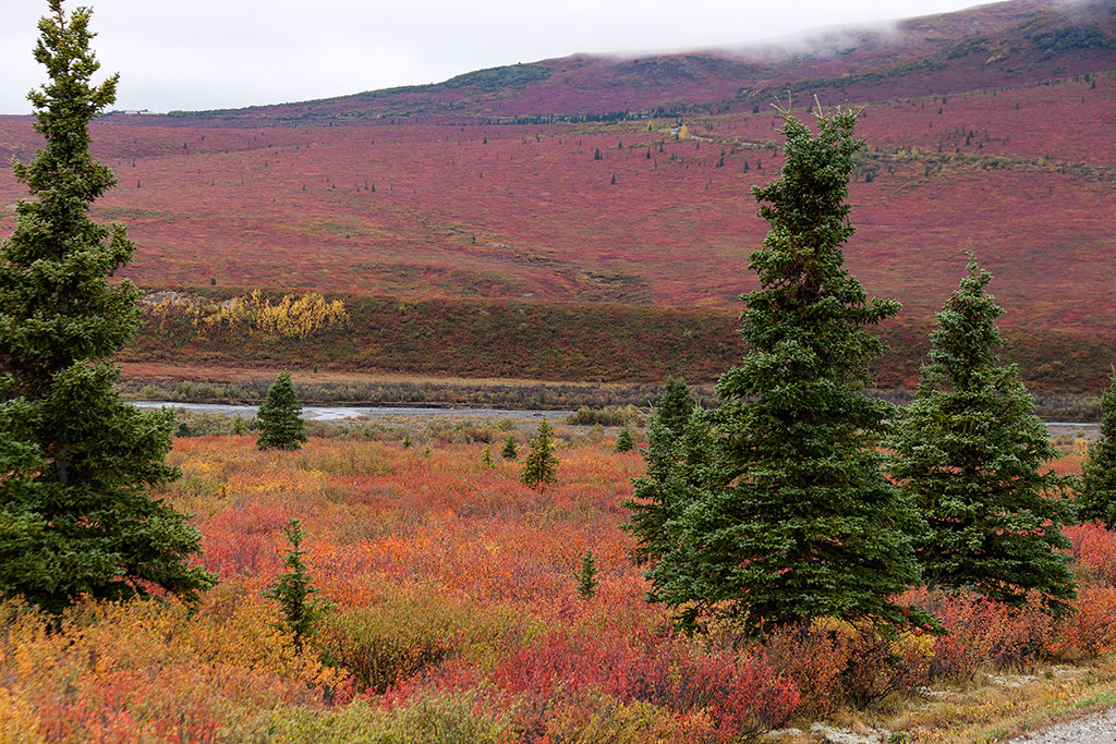 IMG_176.jpg - Denali National Park