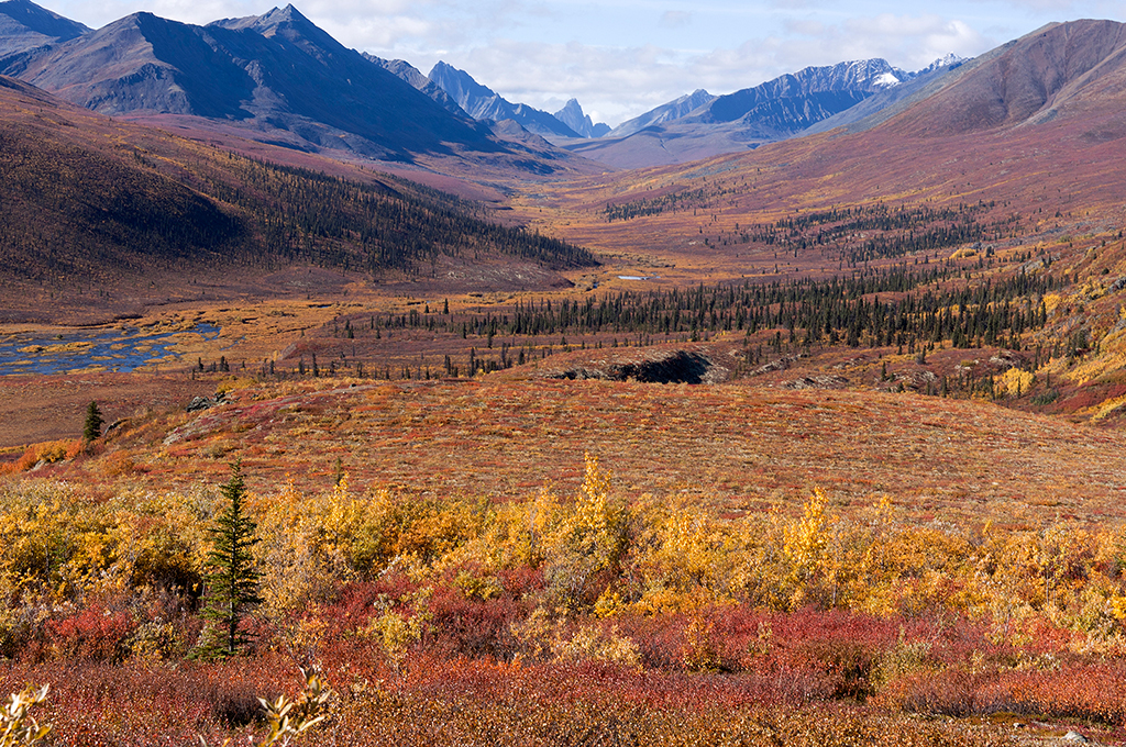 IMG_246.jpg - Tombstone Territorial Park, Yukon