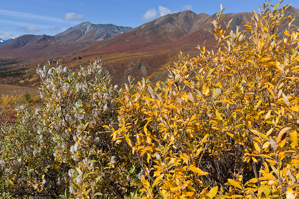 IMG_247.jpg - Tombstone Territorial Park, Yukon