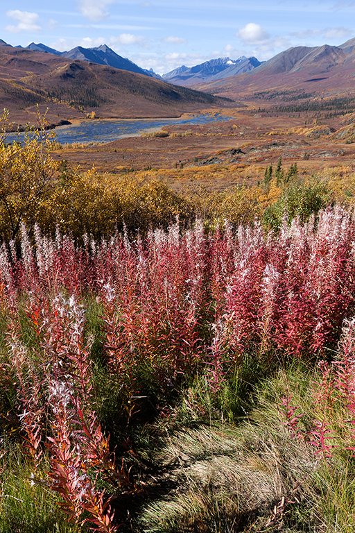 IMG_248.jpg - Tombstone Territorial Park, Yukon