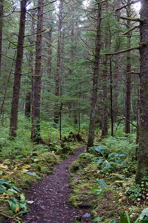 IMG_363.jpg - Rainforest on Douglas Island